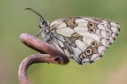 A differenza di molte altre farfalle, la femmina della Melanargia galathea non depone le uova direttamente sulla pianta nutrice, ma le sparge sui prati mentre vola.
Critiche e commenti sono graditi
[url=http://funkyimg.com/view/2qeXq]H.R.[/url]
#MVM0316