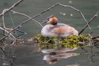 In cova
Marzo 2017 - Lombardia
Svasso Maggiore
Great crested grebe
Podiceps cristatus Linnaeus, 1758

iso 1600 F7,1 1/1250 
500f4 + 1,4x