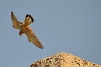 una foto costata non poca fatica e ottenuta con molta fortuna.
durante una visita a una torre costiera, ho notato l'andare e venire del rapace,il cui nido era sulla sommit della torre.
dopo lungo appostamento, uno scatto fortunato, focheggiato a mano (mancanza di Af).
purtroppo ho scattato praticamente in verticale, la visuale non  certo delle migliori. in ogni caso,  una foto alla quale sono affezionato.
p.s.: naturalmente, ho ritagliato pesantemente.