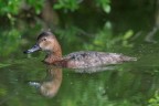 Moriglione (femmina)
Aythya ferina (Linnaeus, 1758)
Pochard

Lombardia, Aprile 2017
iso640 f7,1 1/640 - 700mm