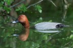 Moriglione (Maschio)
Aythya ferina (Linnaeus, 1758)
Pochard

Lombardia, Aprile 2017
iso640 F7,1 1/1000 - 700mm