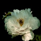 Peonia