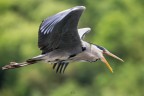 Airone Cenerino 
Ardea cinerea (Linnaeus, 1758)
Grey Heron
iso3200 F6,3 1/640
no crop, mano libera
lombardia, Maggio 2017