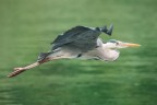Airone Cenerino 
Ardea cinerea (Linnaeus, 1758) 
Grey Heron

lombardia maggio 2017
1/800 F6,3 iso1600
no crop