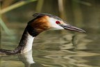 Svasso maggiore
Podiceps cristatus (Linnaeus, 1758)
Great crested grebe

iso320 F8 1/500 
500mm + 1,4x

Veneto - Giugno 2017