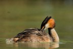 Svasso maggiore
Podiceps cristatus (Linnaeus, 1758)
Great crested grebe

F8 iso250 1/640
500mm + 1,4x

Veneto - Giugno 2017