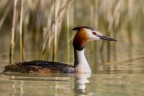 Svasso maggiore
Podiceps cristatus (Linnaeus, 1758)
Great crested grebe

iso320 1/500 F8 - 700mm
Veneto - Giugno 2017