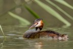 Svasso maggiore 
Podiceps cristatus (Linnaeus, 1758) 
Great crested grebe 
Veneto - Giugno 2017 

iso250 f8 1/500 - 700mm