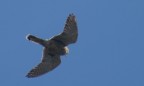 fotografato al lago di Castel Gandolfo... ma non riesco a capire che uccello sia!!!
700mm
1/250s
f18