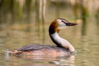 Svasso maggiore 
Podiceps cristatus (Linnaeus, 1758) 
Great crested grebe

iso320 F8 1/640
Veneto - Giugno 2017