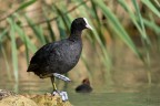 Folaga
Fulica (Linnaeus, 1758)
Coot

iso500 F8 1/1000
Veneto - Giugno 2017