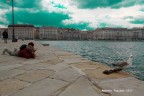 Triesta, un Gabbiano posa con sfondo piazza unit d'Italia