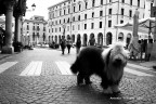 Gran bel cane in centro a Vicenza, un bn doc