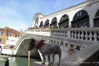 Scorcio di Venezia, un cane a Rialto