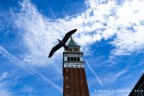 Venezia, un gabbiamo sorvola il Campanile di San Marco