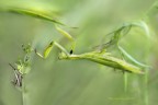 Tra l'erba ... ora di pranzo. Dalla serie "scatti in libert"  no cavalletto no plamp   immerso nel verde.  /3.5  180.0 mm  velocita di scatto 1/640 iso  320 versione in 
HR: https://www.flickr.com/photos/giuseppe_zingarelli/36357598986/in/dateposted/