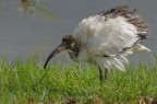 Threskiornis aethiopicus Ibis Sacro