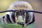 "STAMATTINA MI SON SVEGLIATO COSI."
Eucera sp -
MP-E65mm f/2.8 1-5x Macro 
/5.0 lente 65.0 mm tempo di scatto1/40  iso 1600. 
 F.S.   all'aperto  di 70/90 sc. ma utilizzati solo 40/45 . (per via di un p di vento)
R.R di 4:1 circa 
HR
https://www.flickr.com/photos/giuseppe_zingarelli/35667889854/in/dateposted-public/