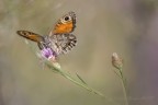 Tra un fiore e l'altro ... 
dalla  serie: scatti in libert
/4.5 180.0 mm 1/1000 iso 500
HR https://www.flickr.com/photos/giuseppe_zingarelli/36543298102/in/dateposted-public/