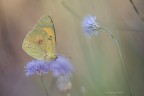 Altro scatto un p pi "delicato" della Colias Crocea immersa nel verde insieme al fotografo. (2), . 
Della serie: Scatti in libert. 
https://www.flickr.com/photos/giuseppe_zingarelli/35957546294/in/dateposted-public/