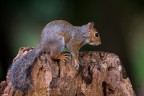 Scoiattolo Grigio
Sciurus carolinensis

iso1600 f5,6 1/320
lombardia settembre 2017