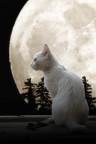 Il gatto e la luna #2