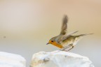 Pettirosso
Erithacus rubecula (Linnaeus, 1758)
Robin
Lombardia, novembre 2017