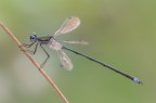 Maschio di Lestes virens vestalis, dagli affascinanti riflessi metallici
Critiche e commenti sono graditi
MVM1200
[url=http://funkyimg.com/view/2zszK]H.R.[/url]