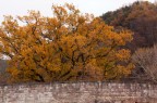 Quercia con foglie in autunno inoltrato