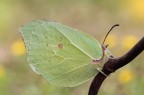 Pare che il termine inglese butterfly derivi da "butter coloured fly", con riferimento alla colorazione di questa Gonepteryx rhamni, che richiama il colore giallastro del burro.
Critiche e commenti sono graditi
MVM2911
[url=http://funkyimg.com/view/2AwRv]H.R.[/url]