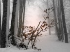 Schia di Tizzano - Inverno