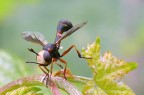 La photo non  certamente un granch, ma solo per documentare una delle tante creazioni che la Natura ci propone.

kampes