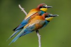 Gruccione
Bee eater
Merops apiaster (Linnaeus, 1758)

Piemonte, Maggio 2018
iso640 f7,1 1/2000