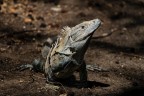 Un'iguana fotografata anni fa nel parco nazionale di Santa Rosa, Costa Rica