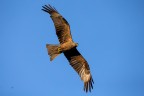 Nibbio Bruno 
Black Kite
Milvus migrans (Boddaert, 1783)

Lecco - Agosto 2018
iso1000 f6,3 1/3200