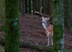 Daino di colore Albino , definizione data ai Daini quando non sono tutti bianchi ,  un'animale molto bello che seguivo da tempo .