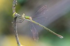 Con questa bella femmina di Lestes virens vestalis auguro Buon Ferragosto a tutti.
Critiche e commenti sono graditi.
MVM2960
[url=http://funkyimg.com/view/2Knrb]H.R.[/url]