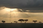 Le giornate nel Serengeti alla ricerca degli animali sono sempre lunghe. Sveglia presto, tutto il giorno in auto e poi ritorno all'accampamento. Ma quando sulla via del ritorno ti imbatti in uno scenario del genere, tutta la fatica della giornata ti passa in un attimo e capisci che ne  valsa la pena.