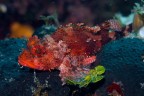 Un piccolo scorfano rosso posa su una spugna; foto diurna prof. 20m.
Il colore rosso  molto frequente in mare, ma  anche il primo a sparire: gi a 5 m dalla superfice si perde completamente. Ma basta un p di luce artificiale per farlo risaltare di nuovo a qualunque profondit.

Critiche e commenti welcome