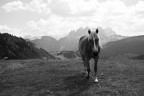 Valfredda -Fuciade. Val di Fassa.
Una valle circondata dalle rocce della Marmolada nella quale ho incontrato due mandrie di cavalli, liberi, al pascolo. Di almeno tre diverse razze. Di una bellezza rara il paesaggio che si  aperto ai miei occhi appena arrivata sul costone del monte e abbassando gli occhi verso la valle.