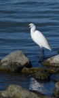 Trasimeno1