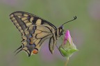 Papilio-machaon_DSC9820