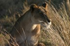 Gennaio nel Masai Mara mattino presto luci e soggetti spettacolari