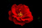 Non so il nome del fiore, immagino che sia rosa rossa.... Ho modificato po' colore rosso po' scura con lo sfondo nero... Cosa ne pensate? Grazie! Accetto suggerimenti e critiche! Ho usato mia macchina digitale Nikon D3500. Grazie.