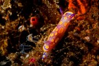 Un piccolo (15 mm) ma coloratissimo nudibranco, una lumachina di mare.
trovato nel Mar Piccolo a Taranto. 

Critiche e commenti welcome