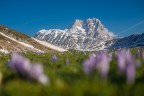 Spring flowers