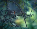 Un piccolo diavolo del sottobosco