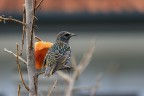 dal mio giardinodove volutamente per loro ho lasciato molti cachi.
Soggetto molto diffidente