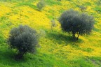 Piana di Brendola, Colli Berici. Marzo 2024