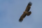 non so bene che aquila sia, fotografata in Tanzania nel cratere di Ngorongoro.
sony a9; sony 200-600; f7.1 ; iso 250; 1/2000; mano libera, in una jeep quasi in movimento, l'aquila  apparsa all'improvviso ed  andata via velocemente.